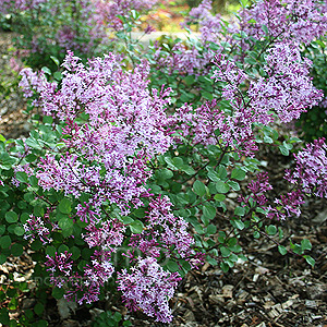 Syringa - 'Red Pixie' (Lilac)