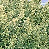 Taxus baccata - Aurea - Yew