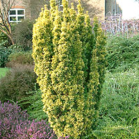 Taxus baccata - 'Standishii' (Yew)