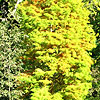 Taxodium distichum - Swamp cypress, Taxodium