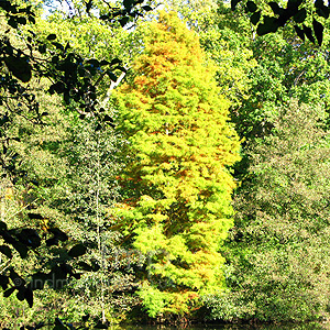 Taxodium distichum (Swamp Cypress, Taxodium)