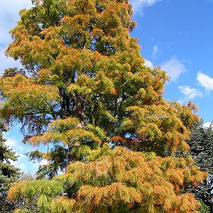 Taxodium ascendens - 'Nutans' (Bald Cypress, Taxodium)