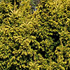 Taxus baccata - Aurea - Yew