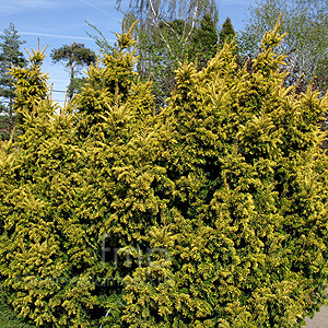 Taxus baccata - 'Aurea' (Yew)