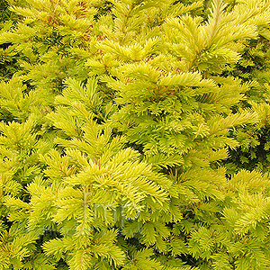 Taxus baccata - 'Semperaurea' ( Yew)