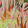 Tetradium glabrifolium - Glacoma - Bee Bee tree, Champion Ex Bentham