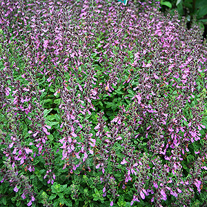 Teucrium chamaedrys (Wall Germander)