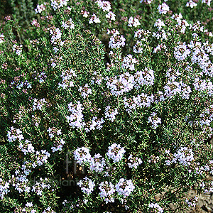 Thymus vulgaris (Thyme)