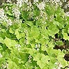 Tiarella cordifolia - Foam Flower