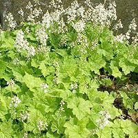 Tiarella cordifolia (Foam Flower)