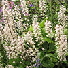 Tiarella - Tiger Stripe - Foam Flower, Tiarella