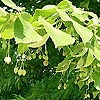 Tilia platyphyllos - Broad leaved lime