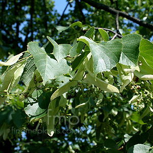 Tilia vulgaris (Common Lime)