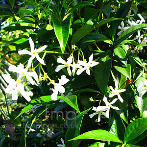 Trachelospermum jasminoides (Chinese Jasmine, Confererate Jasmine)