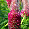 Trifolium rubens - Ornamental clover