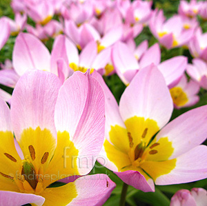 Tulipa - 'little Beauty' (Tulip)