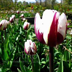 Tulipa - 'Rems Favourite' (Tulip)