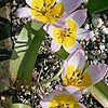 Tulipa saxatilis - Cliff Tulip