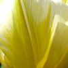 Tulipa - Sweetheart - Tulip