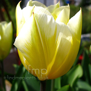 Tulipa - 'Sweetheart' (Tulip)