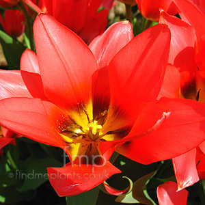 Tulipa  - 'Toronto'