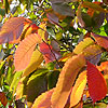 Ulmus laevis - European White Elm