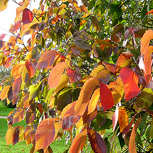 Ulmus laevis (European White Elm)