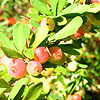 Vaccinium moupinense - Bilburry