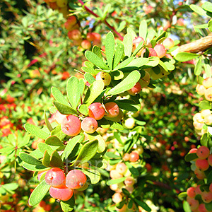 Vaccinium moupinense (Bilburry)