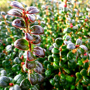 Vaccinium nummularia