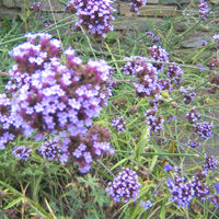 Verbena bonariensis