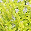 Veronica prostrata - Azlec Pearl
