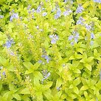 Veronica prostrata - 'Azlec Pearl'