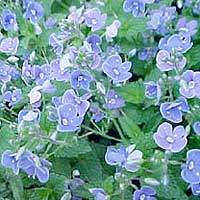 Veronica prostrata