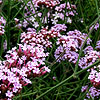 Verbena bonariensis - Verbena