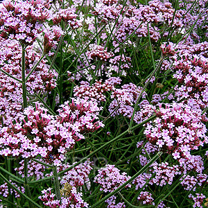 Verbena bonariensis (Verbena)