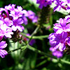 Verbena rigida - Verbena