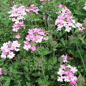 Verbena - 'Silver Anne' (Verbena)