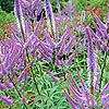 Veronicastrum virginicum - Fascination - Culvers Root Fascination