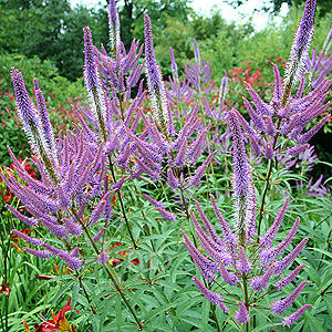 Veronicastrum virginicum - 'Fascination' (Culver's Root 'Fascination')