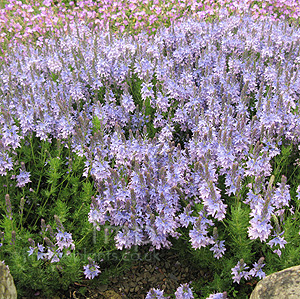 Veronica pinnata - 'Blue Eyes' (Speedwell, Veronica)