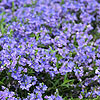 Veronica prostrata - Prostrate Speedwell