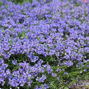 Veronica prostrata (Prostrate Speedwell)