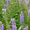 Veronica spicata - Herbaceous Veronica