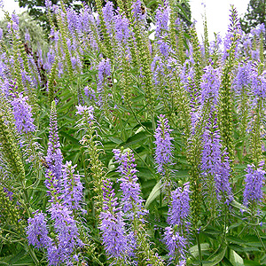 Veronica spicata (Herbaceous Veronica)