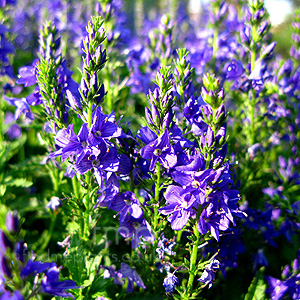 Veronica teucrium (Veronica)