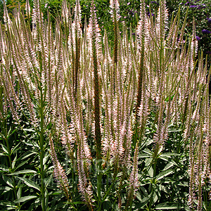 Veronicastrum virignicum - 'Lavendelturm' (Culver's Root)