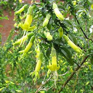 Vestia foetida (, Chilean Box Thorn)