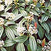 Viburnum davidii