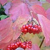 Viburnum opulus - Guelder Rose
